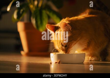 Die orangene Tabby-Katze isst trockenes Trockenfutter aus einer weißen Keramikschale auf dem Boden, die sich im warmen Licht der Morgensonne der goldenen Stunde in eine komfortable Umgebung einlädt Stockfoto