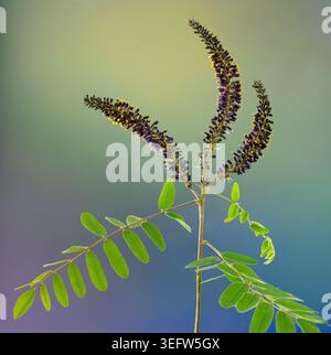 Blumenhaufen und Kompounds von falschem Indigostrauch (Amorpha fruticosa). Blumenhaufen sind etwa 4 cm lang. Stockfoto