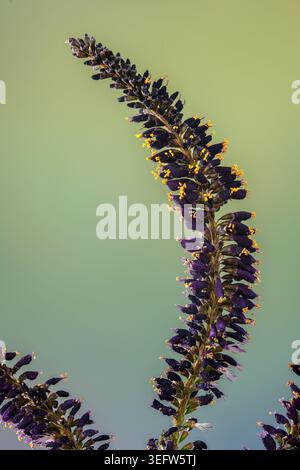 Blütenstrauch von falschem Indigostrauch (Amorpha fruticosa). Die Blume ist etwa 4 cm lang. Stockfoto