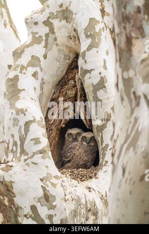 Große gehörnte Eulen im Baumhöhlen-Nest Stockfoto