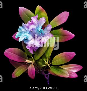 Realistische Rhododendron Blumenkränze, herzförmige Komposition und botanische Elemente isoliert auf weißem Hintergrund, romantische florale Clipart-Set Stockfoto