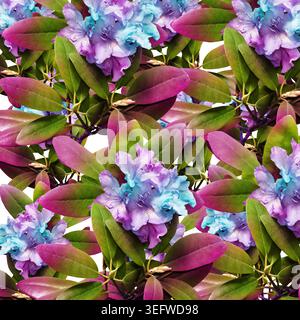 Realistische Rhododendron Blumenkränze, herzförmige Komposition und botanische Elemente isoliert auf weißem Hintergrund, romantische florale Clipart-Set Stockfoto