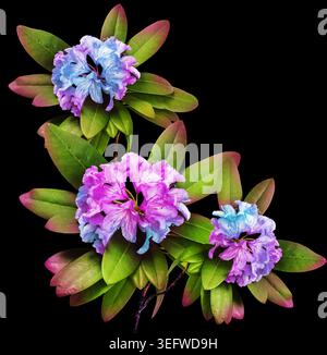 Realistische Rhododendron Blumenkränze, herzförmige Komposition und botanische Elemente isoliert auf weißem Hintergrund, romantische florale Clipart-Set Stockfoto