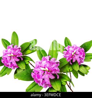 Realistische Rhododendron Blumenkränze, herzförmige Komposition und botanische Elemente isoliert auf weißem Hintergrund, romantische florale Clipart-Set Stockfoto