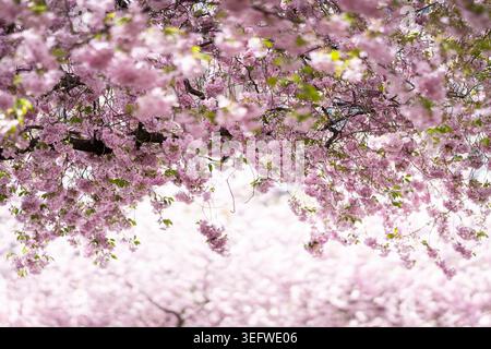 Für ein paar flüchtige Frühlingstage verwandeln die Kirschblüten die Welt in eine Wolke aus pastellrosa. Rosafarbene Blüten von Prunus-Kirschbäumen. Stockfoto