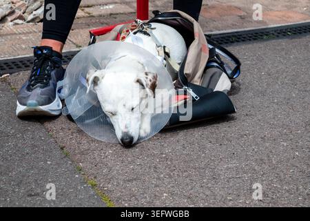 Ein wiederherstellender Jack Russell Terrier liegt in einer Tragetasche auf dem Bürgersteig. Perfektes Stockfoto für Tierpflege und Tiererholung. Stockfoto