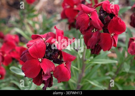 Erysimum cheiri „Blood Red“-Mauerblüte, in Blüte Stockfoto