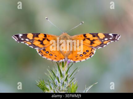 Ein lebendiger, bemalter Schmetterling liegt auf einer stacheligen Wildblumenknospe mit vollständig ausgebreiteten Flügeln und komplexen orangefarbenen, schwarzen und weißen Markierungen Stockfoto