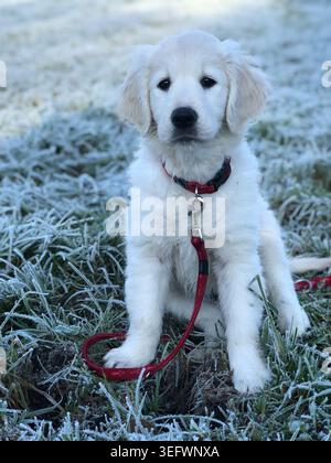 Ein flauschiger weißer Golden Retriever-Welpe, der im Gras sitzt, mit rotem Kragen und Leine, aufgenommen in einem Nahporträt Stockfoto
