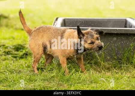 Border Terrier auf einem Hundegang Stockfoto