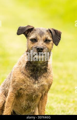 Border Terrier auf einem Hundegang Stockfoto