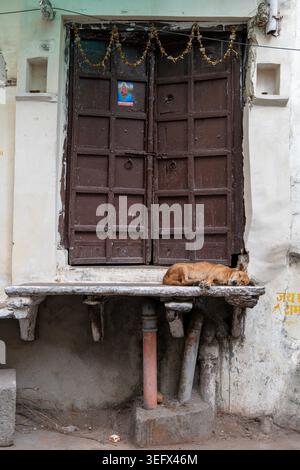 Der Hund schläft vor der Holztür Stockfoto