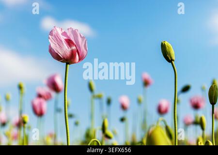 Nahaufnahme von zarten rosa Mohnblumen und ungeöffneten Knospen, die auf einem Feld vor einem hellblauen Himmel wachsen. Kopierbereich, selektiver Fokus Stockfoto