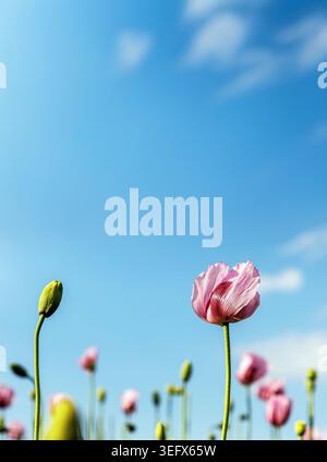 Nahaufnahme von zarten rosa Mohnblumen und ungeöffneten Knospen, die auf einem Feld vor einem hellblauen Himmel wachsen. Kopierbereich, selektiver Fokus Stockfoto