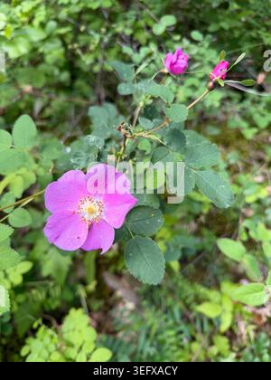Baldhip Rosen wachsen in einem Wald in Oregon. Stockfoto