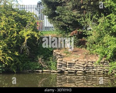 Ein Reiher am Ufer des Grand Union Kanals. West London, England, Europa. Stockfoto