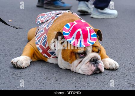 London, Großbritannien. Mai 2026. Eine britische Bulldogge in einem Union Jack Kostüm ruht sich bei der Kundgebung aus. Tausende von Menschen, von denen viele die Unionsflagge schwenkten und in Kostümen trugen, marschierten durch das Zentrum Londons von Holborn zum Parliament Square, um die „Unite the Kingdom“-Kundgebung zu veranstalten, die von Stephen Yaxley-Lennon, auch bekannt als Tommy Robinson, organisiert wurde. Quelle: Eleventh Photography/Alamy Live News Stockfoto