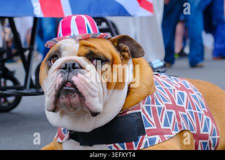 London, Großbritannien. Mai 2026. Eine britische Bulldogge in einem Union Jack Kostüm ruht sich bei der Kundgebung aus. Tausende von Menschen, von denen viele die Unionsflagge schwenkten und in Kostümen trugen, marschierten durch das Zentrum Londons von Holborn zum Parliament Square, um die „Unite the Kingdom“-Kundgebung zu veranstalten, die von Stephen Yaxley-Lennon, auch bekannt als Tommy Robinson, organisiert wurde. Quelle: Eleventh Photography/Alamy Live News Stockfoto