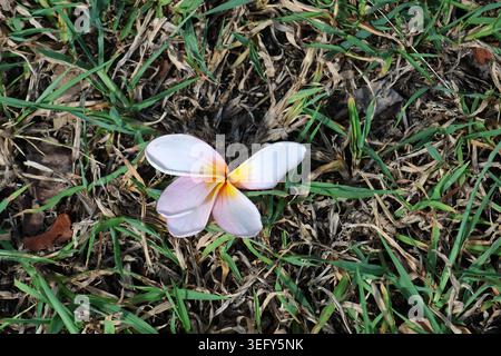 Eine gefallene rosa und weiße Frangipani-Blume, die auf grünem Gras liegt Stockfoto
