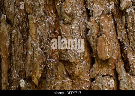Kiefernrinde Textur Nahaufnahme, Naturwald Hintergrund Stockfoto
