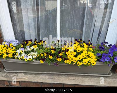 Helle Fensterbox mit gelbweißen und lila Stiefmütterchen in Blüte, Frühlingsbehälter-Gartenausstellung Stockfoto