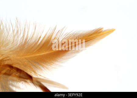 Goldbraune Feder auf weißem Hintergrund Stockfoto