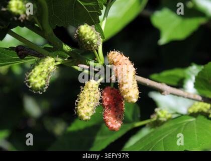 Unreife und reifende Maulbeeren wachsen auf einem Zweig, umgeben von grünen Blättern Stockfoto