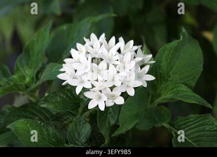 Kleine weiße pentas-Blüten, die wunderschön zwischen dunkelgrünen Blättern blühen Stockfoto