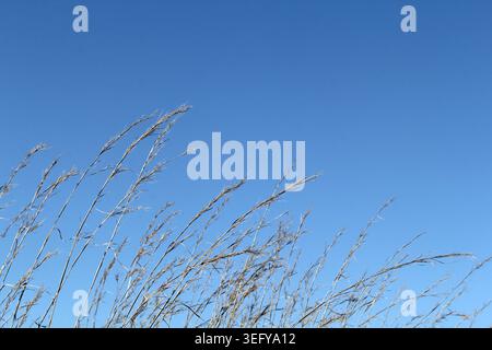 Trockene Grashalme, die im Wind vor einem klaren blauen Himmel wehen Stockfoto