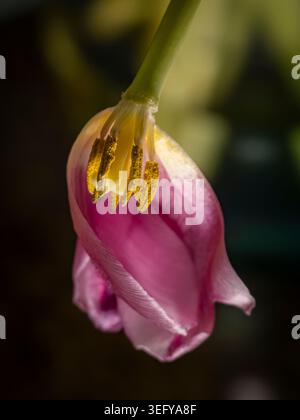 Makroaufnahme einer welkenden rosa Tulpenblüte, die kopfüber mit sichtbaren gelben Pollen auf ihrem Stempel vor dunklem Hintergrund hängt Stockfoto