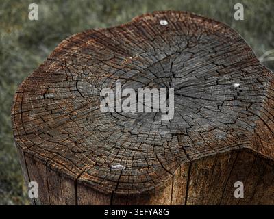 Verwitterter Holzbaumstumpf mit detaillierten Wachstumsringen und tiefen Altersrissen auf einer rustikalen Oberfläche mit einem verschwommenen Grashintergrund Stockfoto