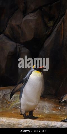 Königspinguin steht still auf felsigem Boden, dunkler Felswände Hintergrund. Hellgelb-oranges Nackenstück, schwarzer Kopf, orangefarbener Schnabel. Vertikal. Stockfoto