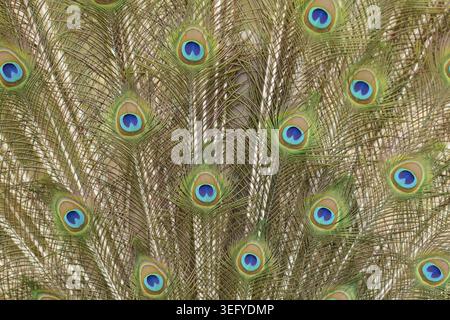 Detaillierte Untersuchung von Pfauenfedern mit bunten Augentopfenmuster, Pfau (Pavo cristatus), Deutschland Stockfoto
