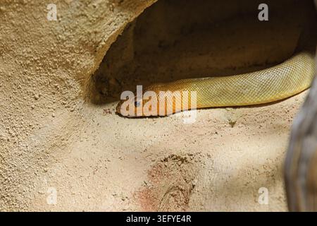 Die orangefarbene Schlange liegt versteckt in der Nähe einer Sandwand, Woma python, (Aspidites ramsayi), Australien, Halbwüsten, Buschland, grasbewachsene Steppen, Basel Zo Stockfoto