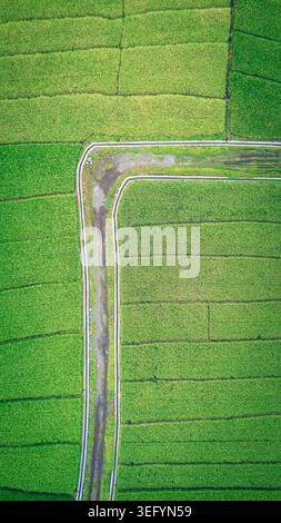 Die vertikale Drohne von oben nach unten mit üppigen grünen Reisfeldern mit einem markanten Betonbewässerungskanal und einer kurvigen Feldstraße im ländlichen Indonesien. Stockfoto
