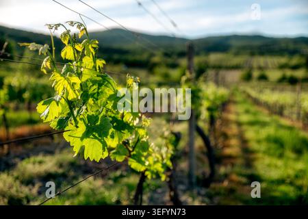 Nahaufnahme von jungen Weinbaublättern, die im Frühlingsweinberg bei Modra in den Kleinen Karpaten wachsen. Frische grüne Rebentriebe mit verschwommenem Weinberg zurück Stockfoto
