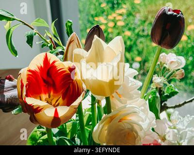 Lebendiger Tulpenstrauß, der in warmem natürlichem Sonnenlicht neben einem Fenster mit weichem grünem Gartenhintergrund leuchtet. Elegantes Blumenarrangement im Frühling, ideal für Stockfoto