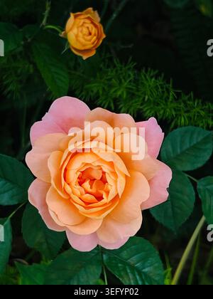 Pfirsichorange Rose mit Knospen im Garten Stockfoto