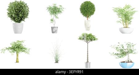 3D-Illustration Guayana Kastanie, Bonsai, Ficus Alii, Bambus exotische Buschpflanzen in einem Topf Stock Vektor
