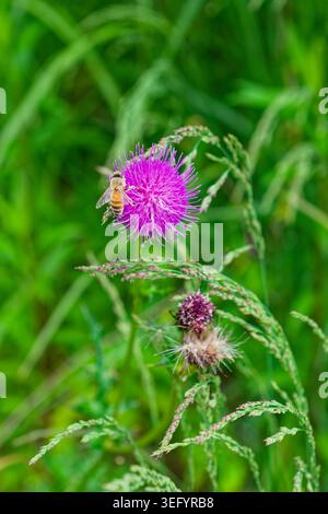 Nahaufnahme einer japanischen Honigbiene, die in Fukuoka, Japan, Nektar aus einer lila Distelblüte sammelt. Stockfoto