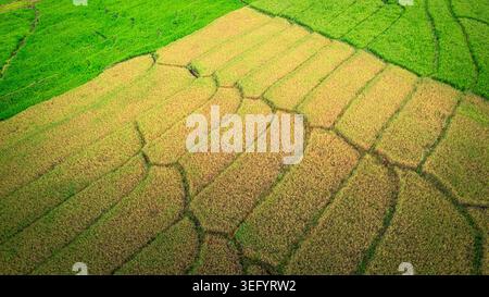 Hohe Drohnenansicht mit wunderschönen geometrischen Mustern, die durch reifende goldene Ernte und grüne Reisfelder im ländlichen Indonesien entstanden sind. Stockfoto