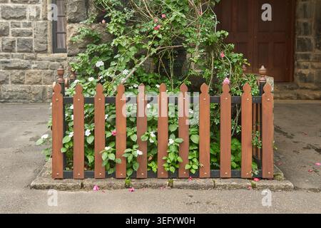 Brauner Holzpfahlzaun mit grünen Pflanzen und blühenden weißen Blumen, Nahansicht mit Kopierraum, Gartenbau Stockfoto