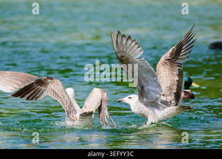 Ein Paar erstjähriger Möwen (Larus argentatus, Seemöwen) spielt im Wasser eines Sees. Stockfoto