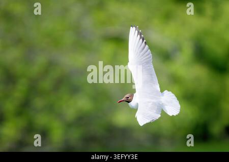 Schwarzkopfmöwe (Chroicocephalus ridibundus) im Zuchtgefieder, fliegend im Frühjahr in Südengland, Großbritannien. Stockfoto