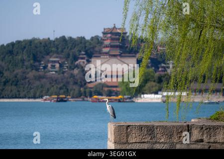 Ein grauer Reiher, der am Kunming-See im Sommerpalast in Peking steht Stockfoto