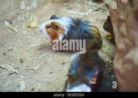 Niedliche Meerschweinchen, die sich in einem Gehege im Monkey Park auf Teneriffa, Kanarischen Inseln, Spanien, ausruhen und erkunden. Kleine Tierszene mit weichem Fell, natura Stockfoto