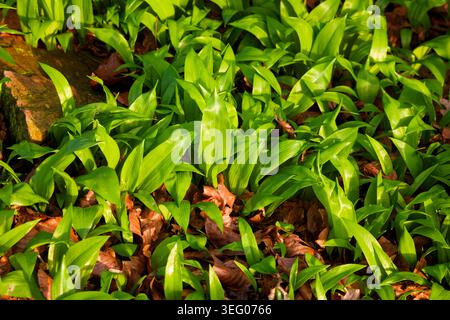 Frisches Frühlingsgrün Blätter von Wild Knoblauch auf einem Waldboden im Sonnenlicht, Chesham Woods, Bury, Greater Manchester. Stockfoto