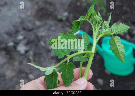 Die Hand hält junge Tomatensämlinge vor dem Pflanzen in fruchtbaren Gartenboden Stockfoto