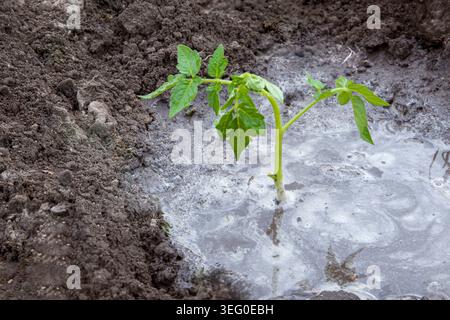 Junger Tomatensämling, der in fruchtbarem Gartenboden mit Schaufel und Gießkanne gießt Stockfoto