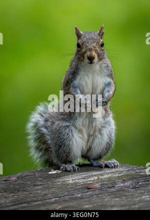 Ein kurioses Eichhörnchen steht aufrecht auf einer hölzernen Oberfläche und starrt direkt auf die Kamera vor einem weichen grünen, unscharfen Hintergrund. Stockfoto